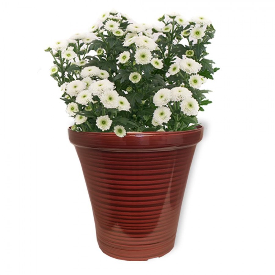 16.3” Glazed Planter