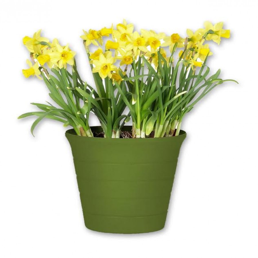 6” Horizon Planter